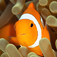 Red Sea Fishes